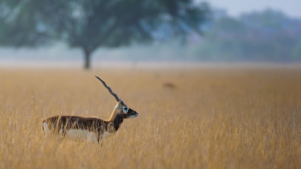 A kudu antelope in a golden grass field with a blurred tree in the background.