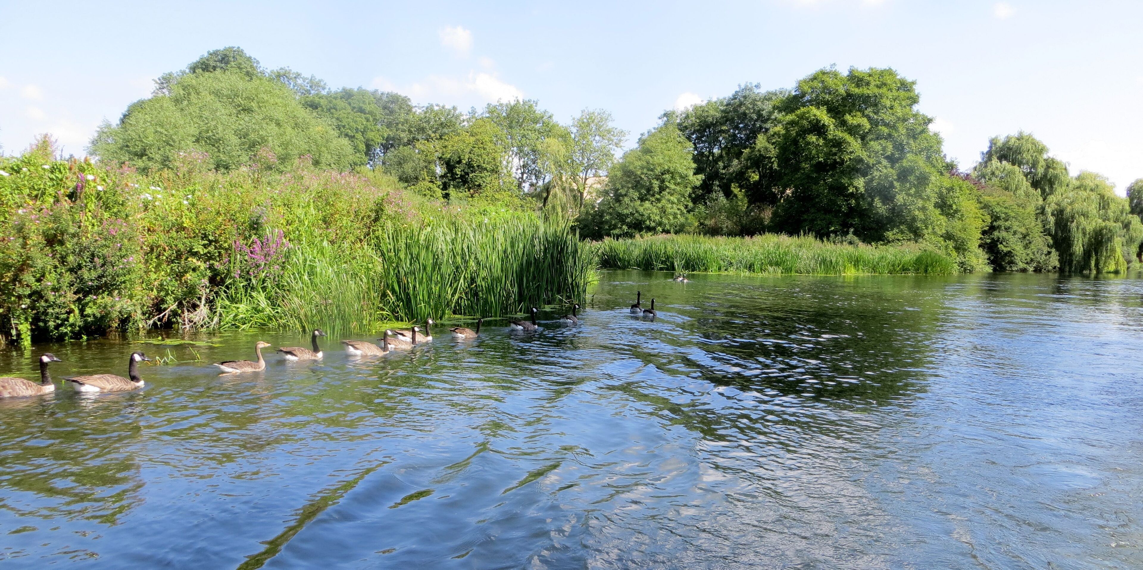 River Nene near Wansford Lock - August 2013
