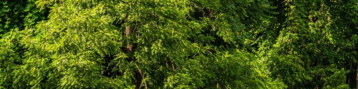 Grounds and bridge at Bear Wallow Baptist Church in Gerton North Carolina