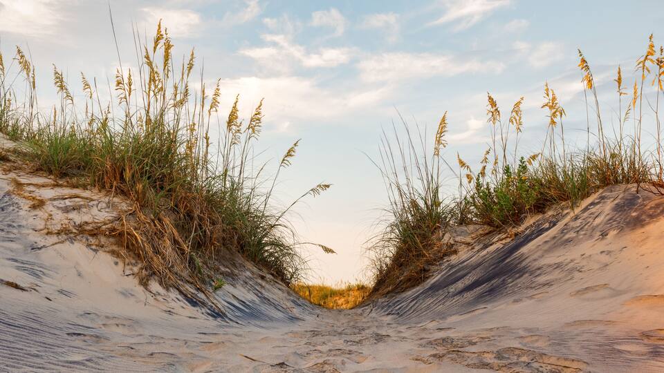 A sandy landscape with tall grasses and dunes.