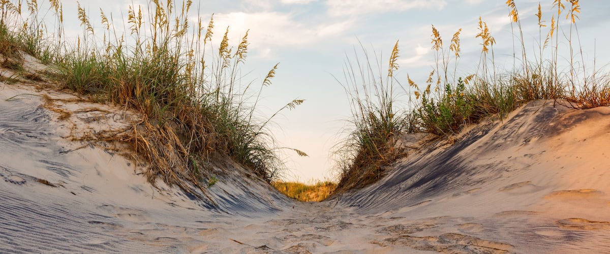 A sandy landscape with tall grasses and dunes.