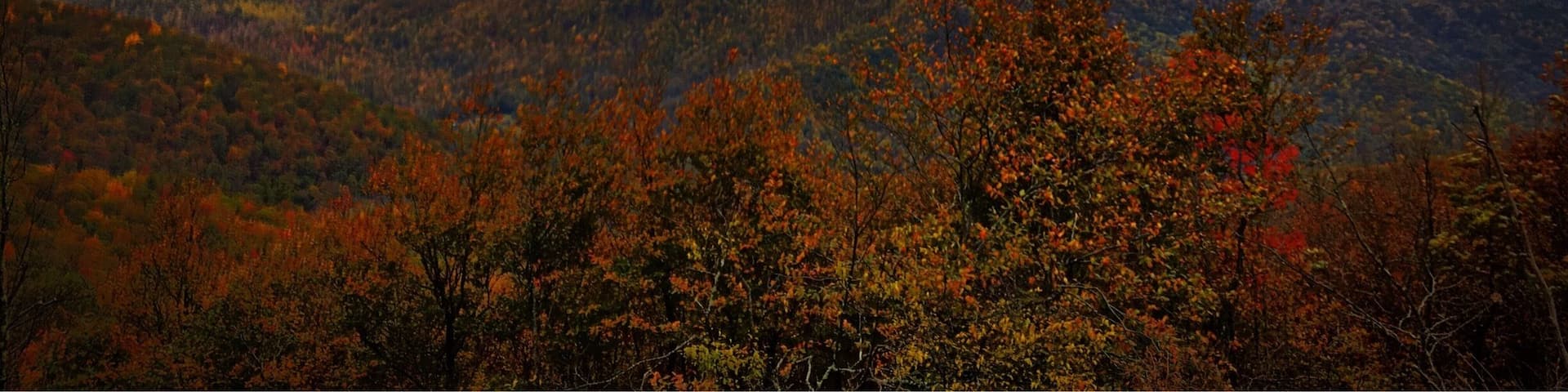 Fall Morning on the Appalachian Trail