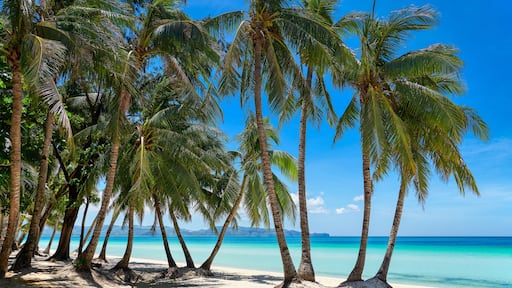 Empty clean paradise White Beach of Boracay Island with many coconut trees at a sunny day with blue sky, Aklan, Visayas, Philippines,
