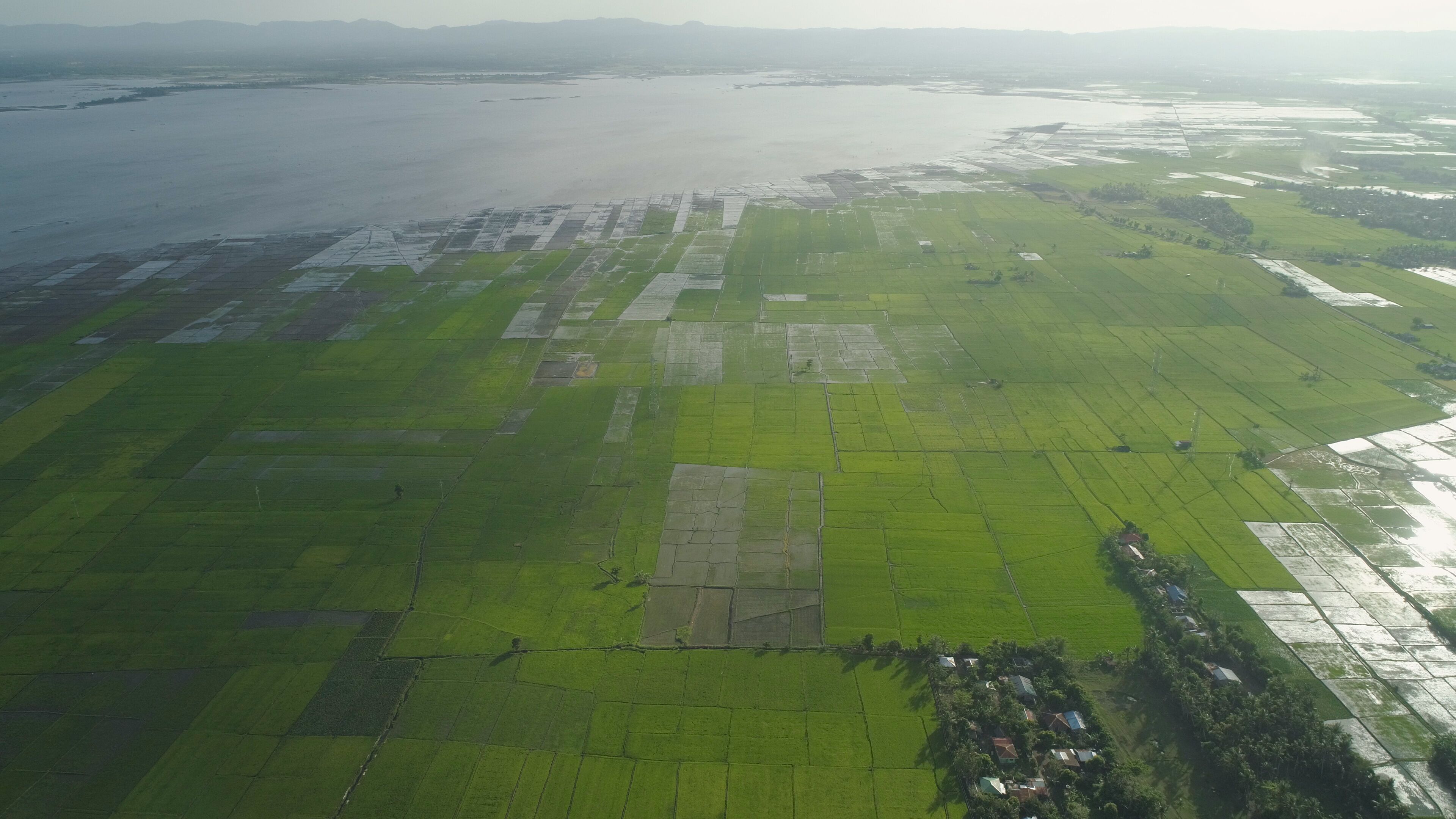 Aerial view of agricultural land, rice terraces near the lake Bato, Philippines, Luzon. Tropical landscape, lake, farm land on background mountains.