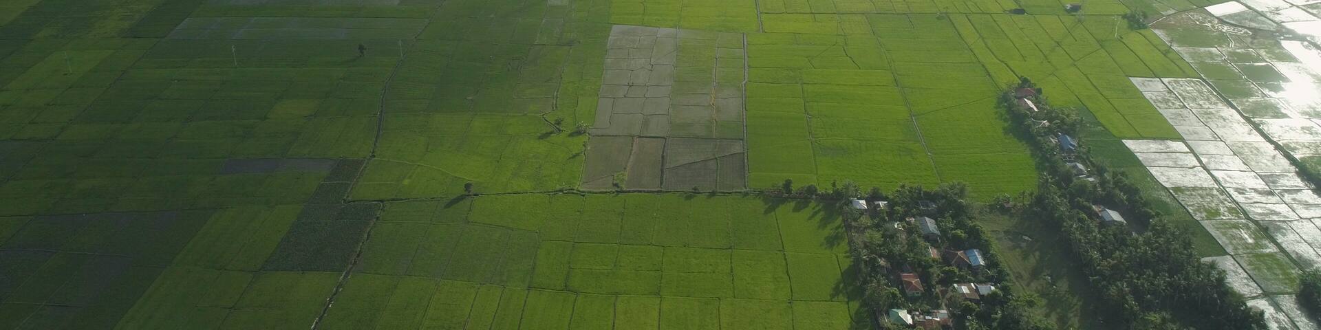 Aerial view of agricultural land, rice terraces near the lake Bato, Philippines, Luzon. Tropical landscape, lake, farm land on background mountains.