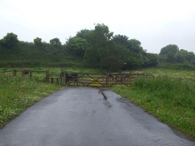 A long way from Blackpool Donkeys enjoying an easy life