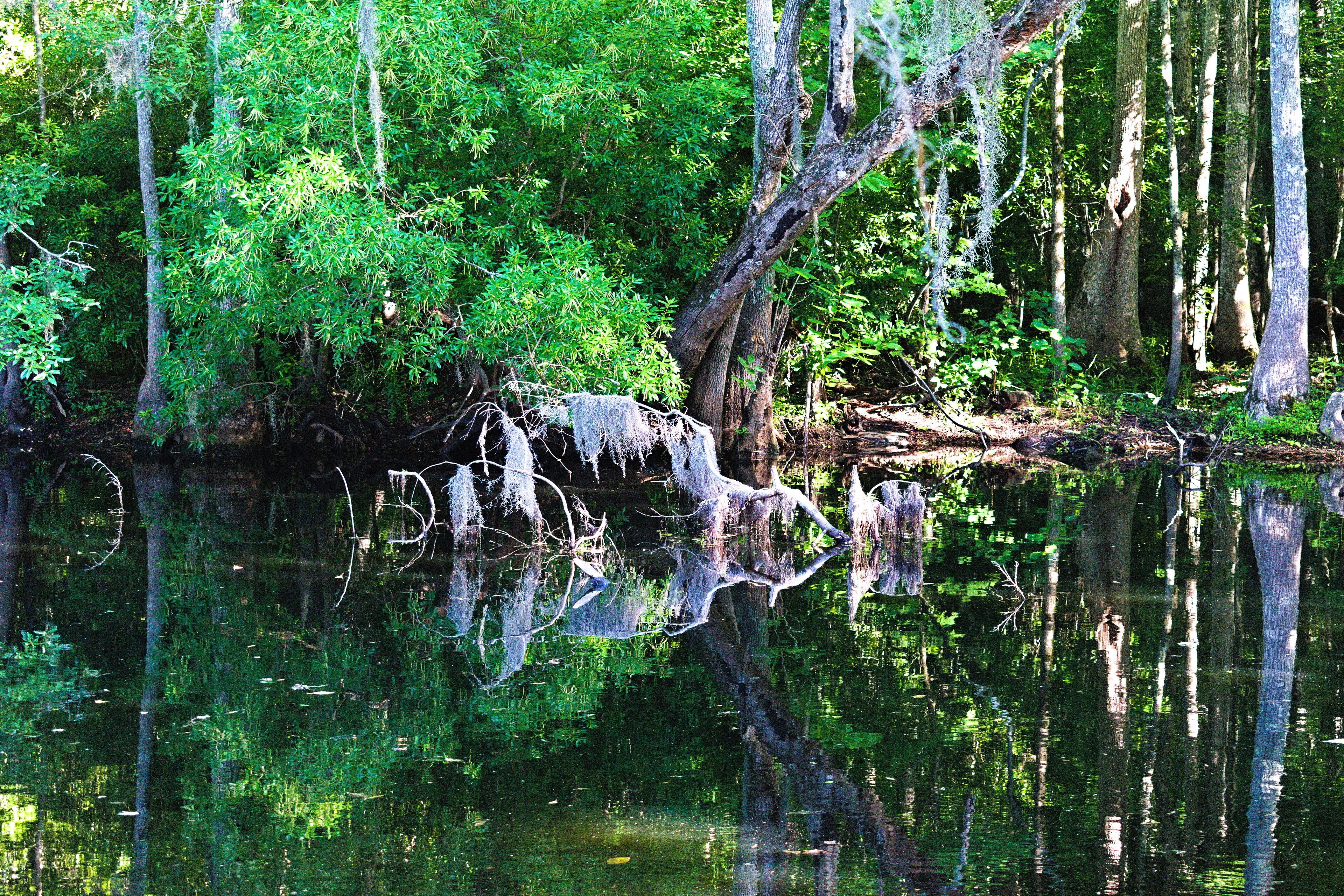 Lake Waccamaw