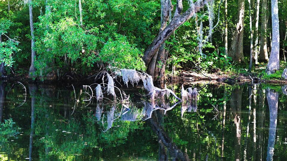 A calm river with dense green foliage and trees reflecting in the water.
