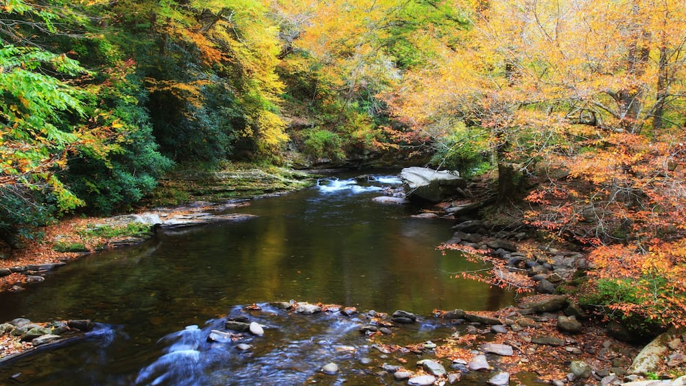 Stream in an Autumn Forest in NC