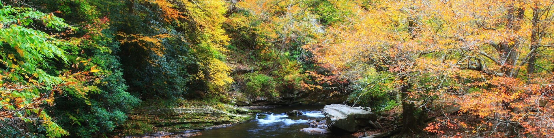 Stream in an Autumn Forest in NC
