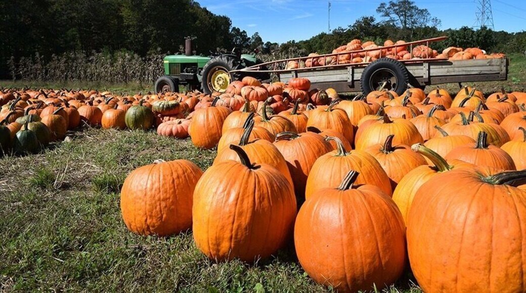 Love the bright pumpkins and crystal blue day!