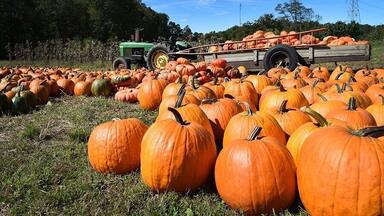 Love the bright pumpkins and crystal blue day!
