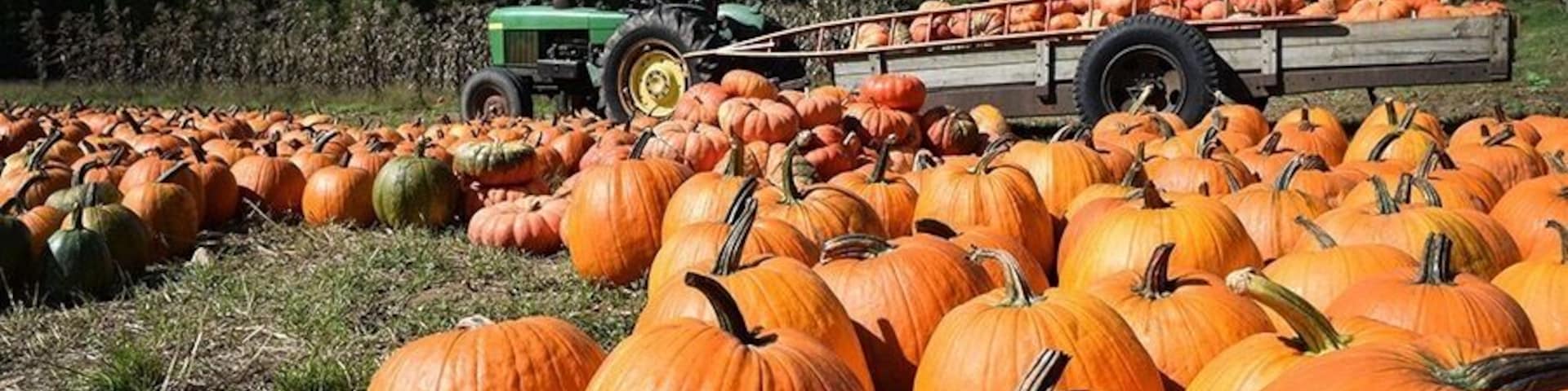 Love the bright pumpkins and crystal blue day!