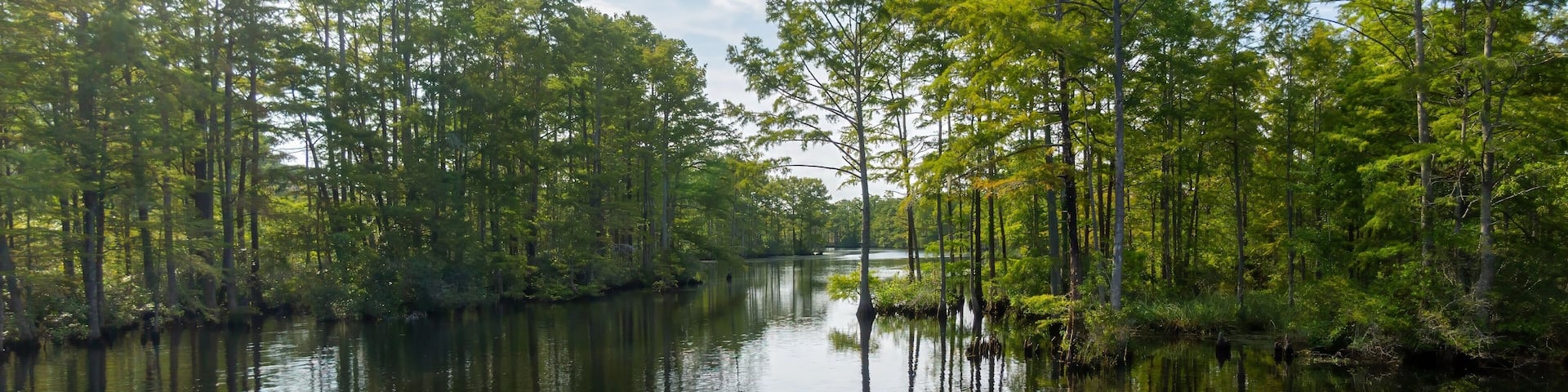 Swampland and trees in Moyock, North Carolina, United States.