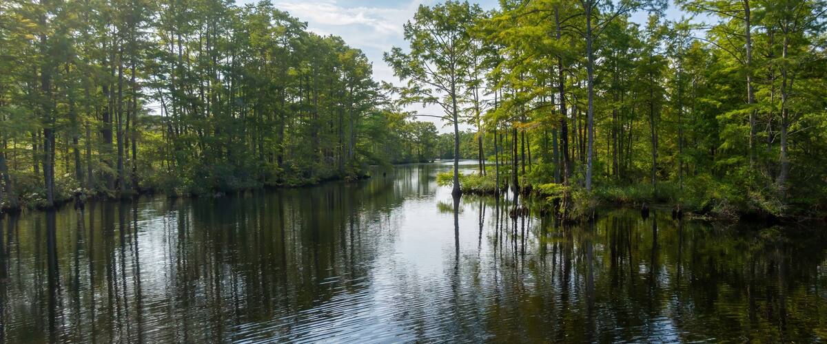 A calm river surrounded by dense trees and a clear sky.
