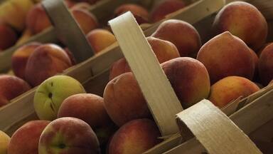 Fresh North Carolina peaches - tasted as amazing as they look!