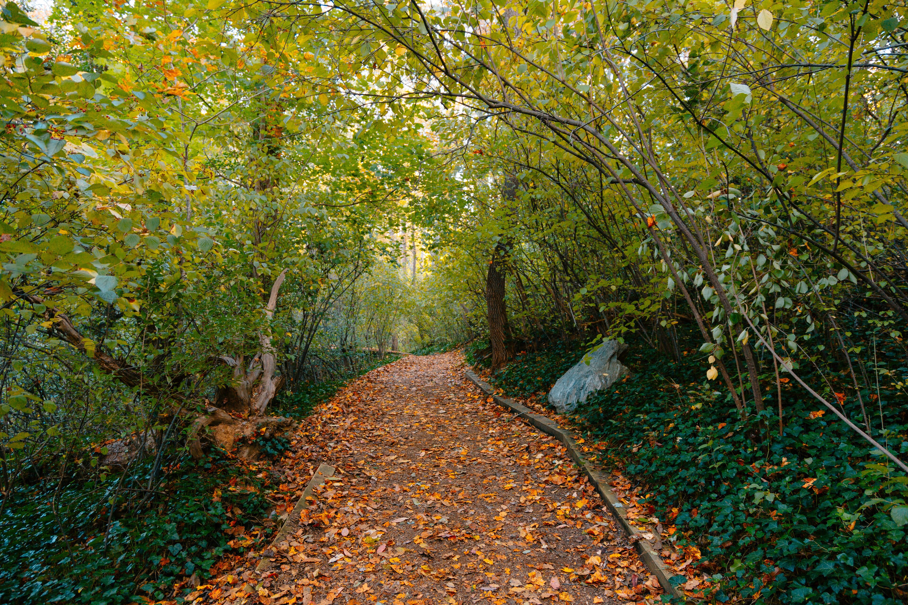 A forest path covered with fallen leaves, surrounded by green foliage and trees.