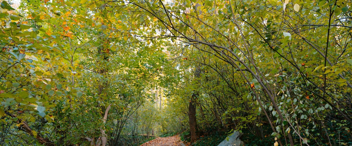 A forest path covered with fallen leaves, surrounded by green foliage and trees.