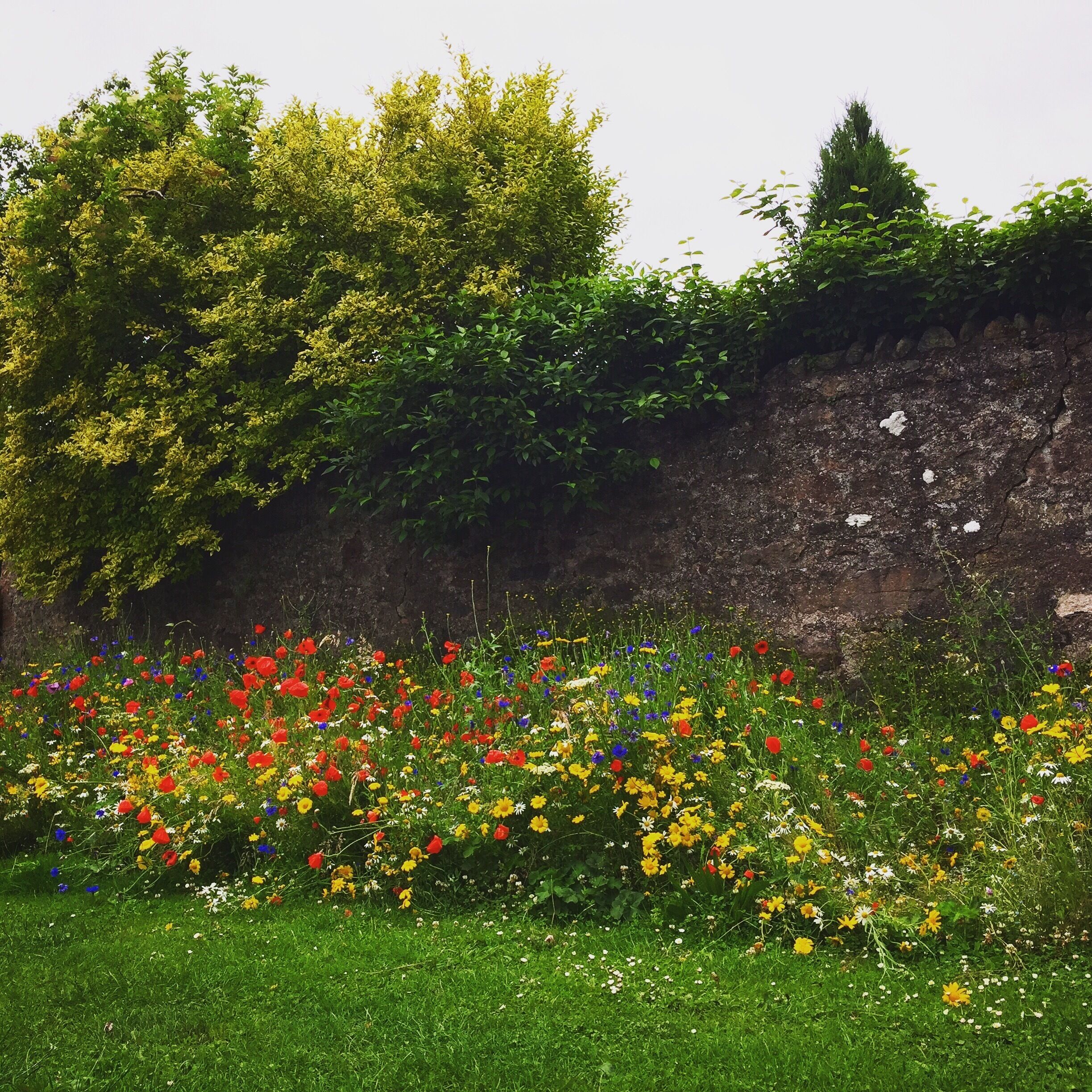 The repurposed Deeside railway line is all in bloom at Peterculter.

It's a great route to cycle, run or walk as it's pretty flat. It's along the banks of the river Dee too so there are great views along the way #summer 