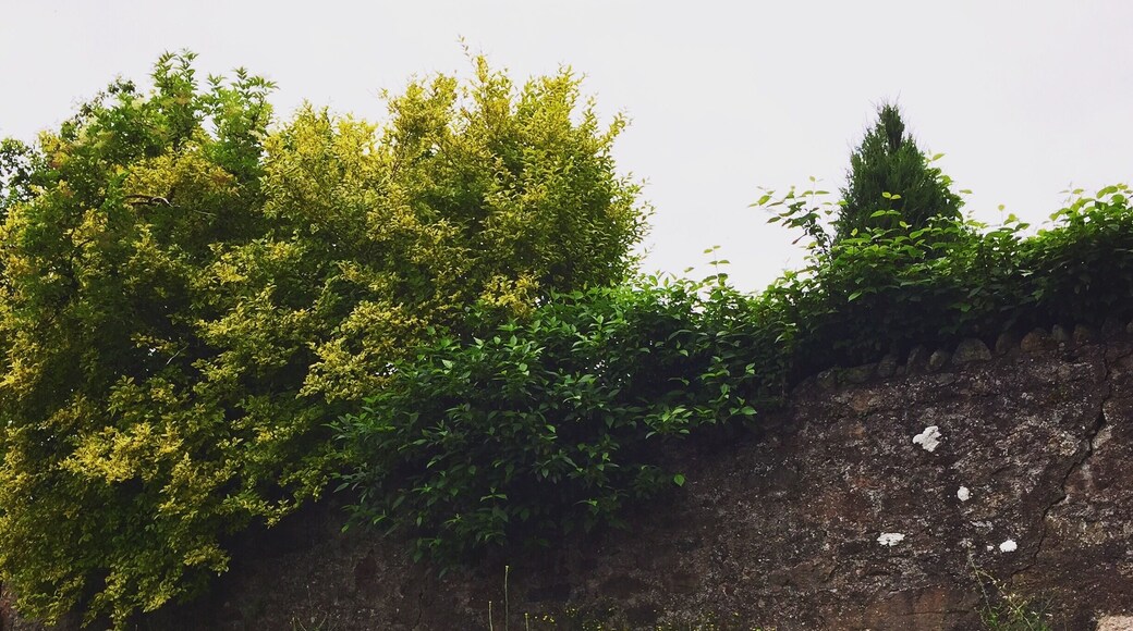 The repurposed Deeside railway line is all in bloom at Peterculter.
It's a great route to cycle, run or walk as it's pretty flat. It's along the banks of the river Dee too so there are great views along the way #summer