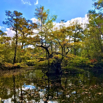 There are some amazing old trees if you  get off the main river and explore the side creeks and marshes.