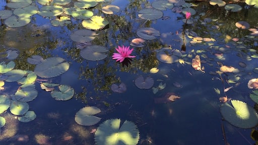 "Lilly Pad"
Urban park environment in #Pinecreek south of Darwin in Australia.
I thought the local council had created some interesting spaces for all to enjoy!
#Roadtrip May, 2015
#Nature