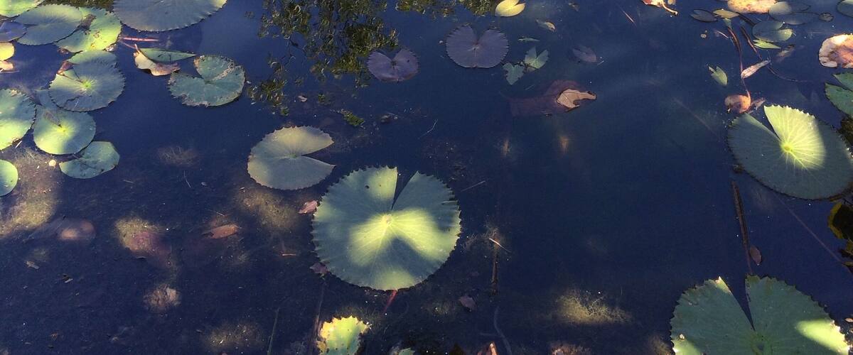 A pond with lily pads and a pink water lily.