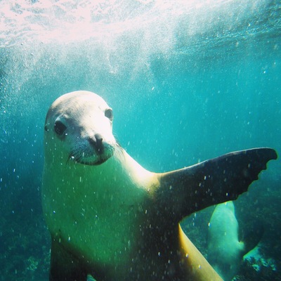 Waving sea lion. The most incredible swimming experience at Hopkins Island, just off the coast from Port Lincoln
"#Blue"