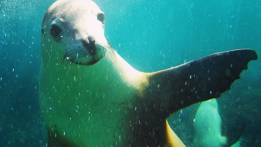 Waving sea lion. The most incredible swimming experience at Hopkins Island, just off the coast from Port Lincoln
"#Blue"