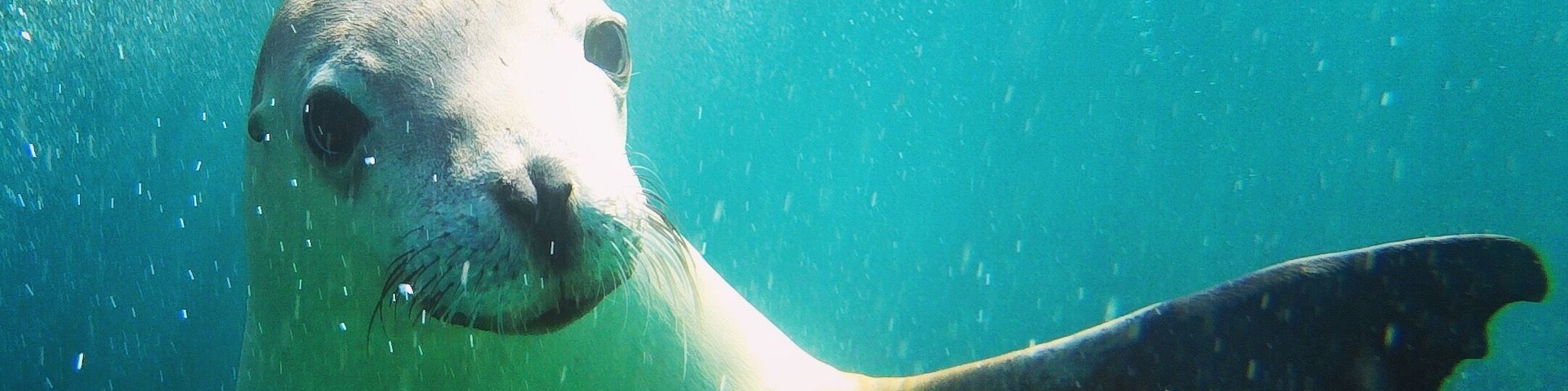 Waving sea lion. The most incredible swimming experience at Hopkins Island, just off the coast from Port Lincoln
"#Blue"