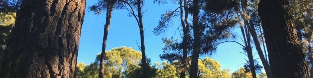 Nanga Mill campsite really nice 🌲