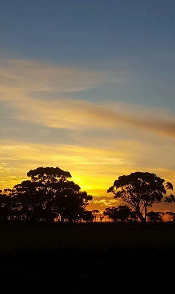 A sunset with silhouettes of trees against a sky with clouds.