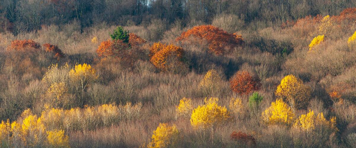 A hillside with autumn foliage, including yellow and red trees.