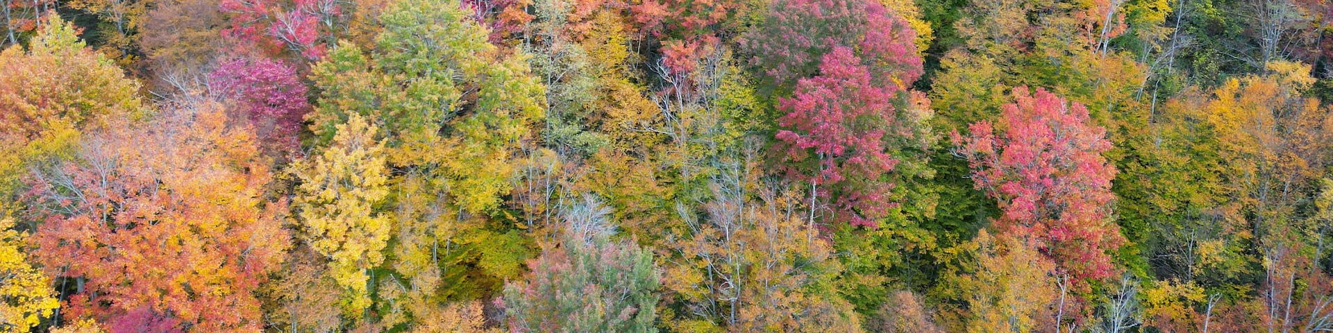 Aerial View of Asheville Forests during the Autumn Fall leaf foliage. Drone top down view