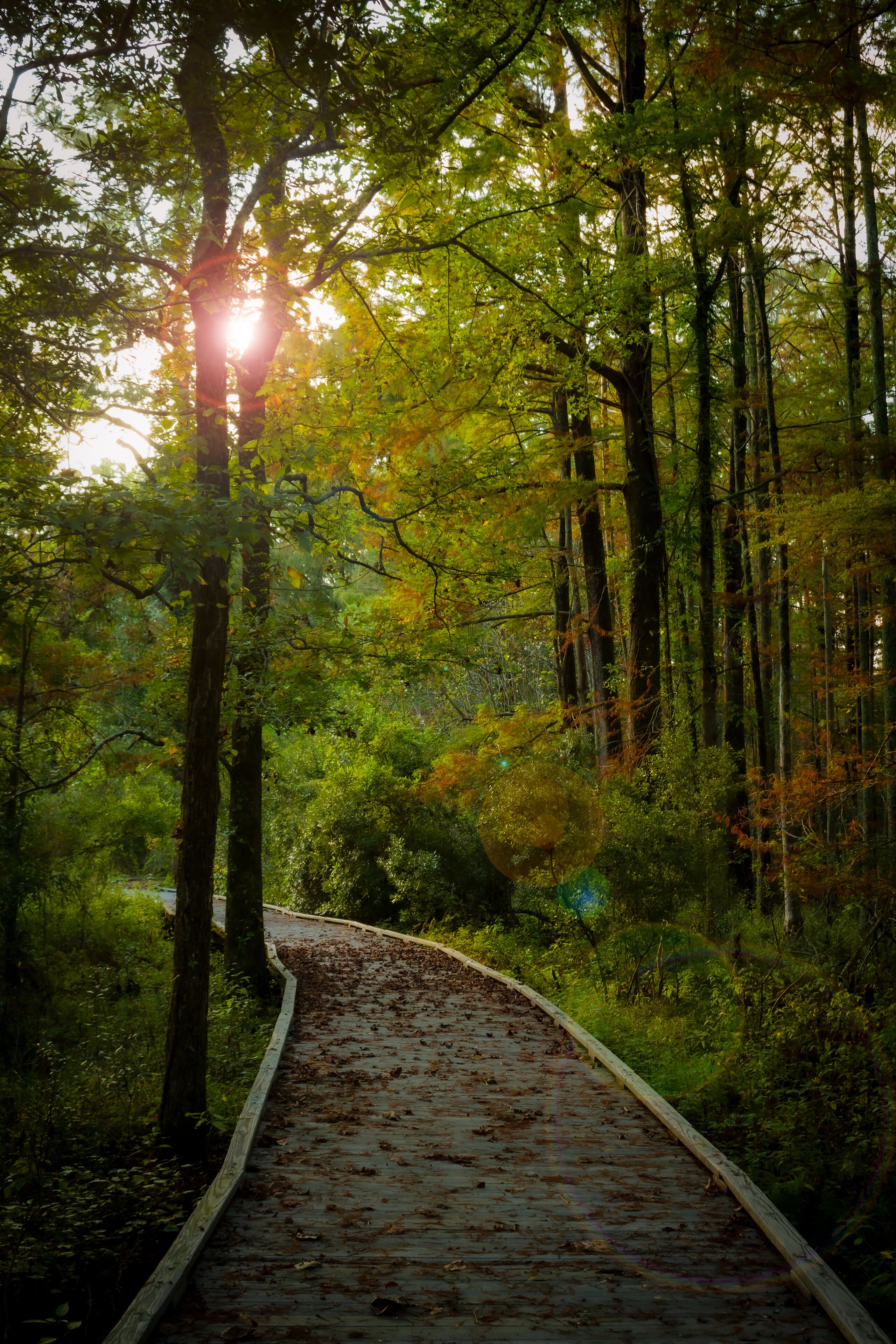 boardwalk through the trees
