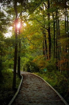 A forest path with sunlight filtering through trees.