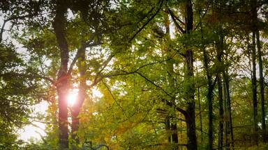 boardwalk through the trees