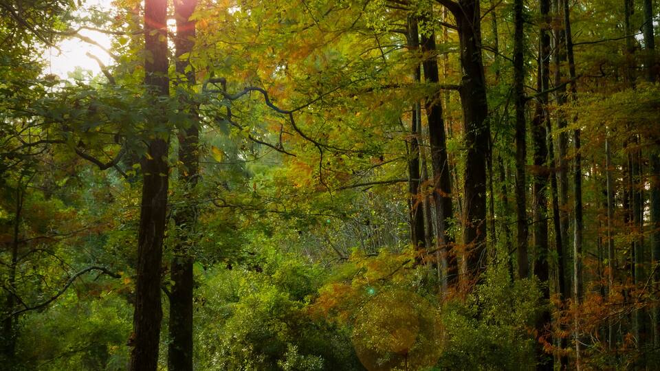A forest path with sunlight filtering through trees.
