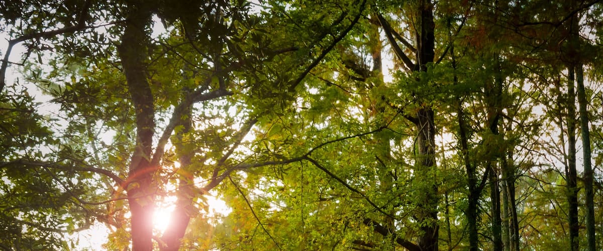 A forest path with sunlight filtering through trees.