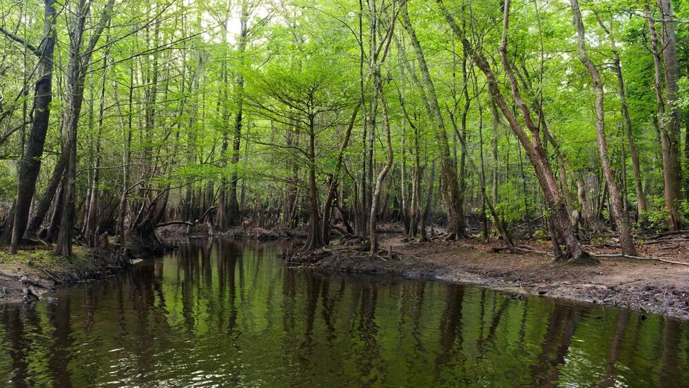As water flows from below the dam at Lake Waccamaw it forms the beginning of the Waccamaw River.