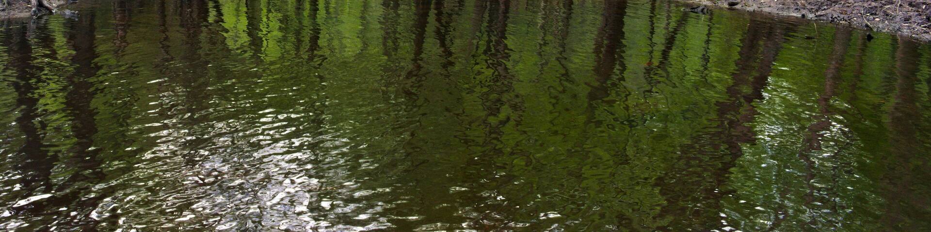 As water flows from below the dam at Lake Waccamaw it forms the beginning of the Waccamaw River.