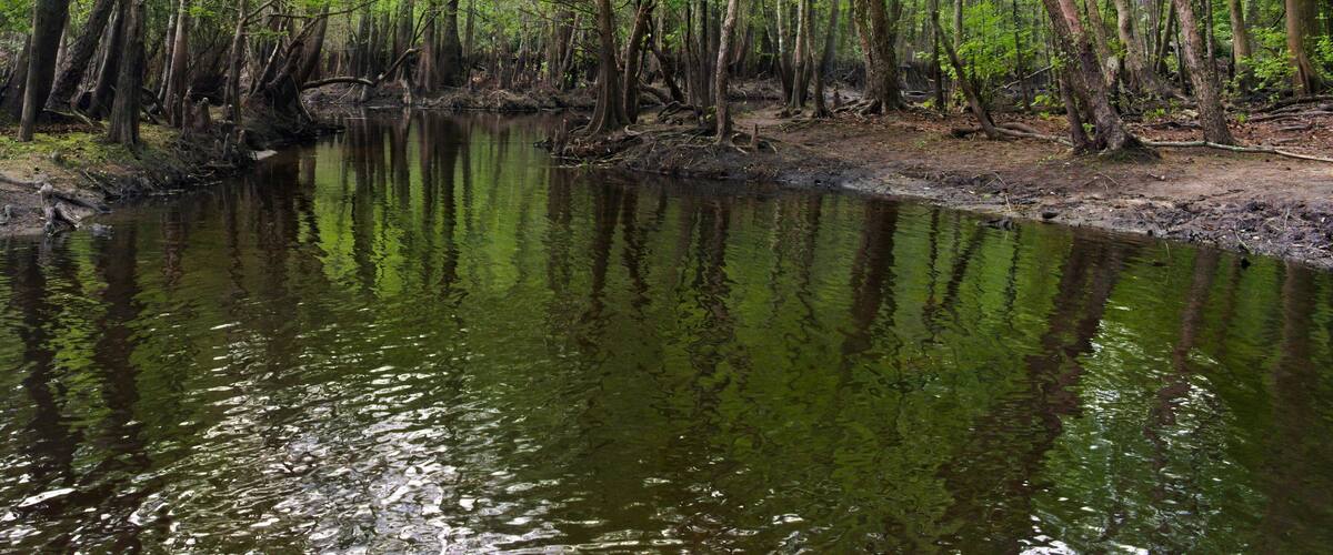 A forest with a calm river reflecting the trees.