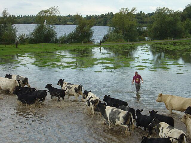 On the other side. The assistants had positioned themselves to head the cattle towards the field gate which would lead them up a lane to the farm itself. For the full sequence see Cattle drive at Swarkestone https://www.geograph.org.uk/search.php?i=3599174