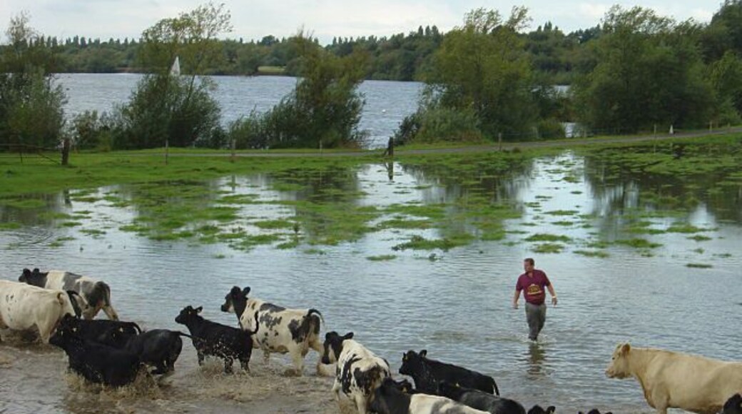 On the other side. The assistants had positioned themselves to head the cattle towards the field gate which would lead them up a lane to the farm itself. For the full sequence see Cattle drive at Swarkestone https://www.geograph.org.uk/search.php?i=3599174