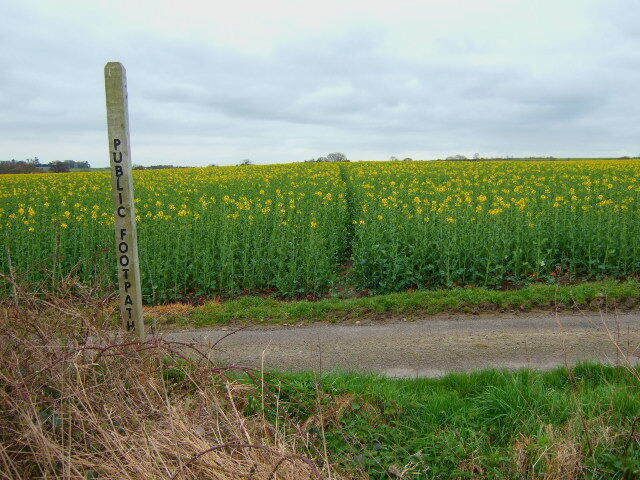 Path and crop The footpath to St Brides farm leaves Wood lane to go through the crop of oilseed rape.
