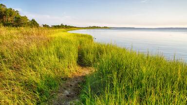 A grassy shoreline with a clear view of the water and distant trees.