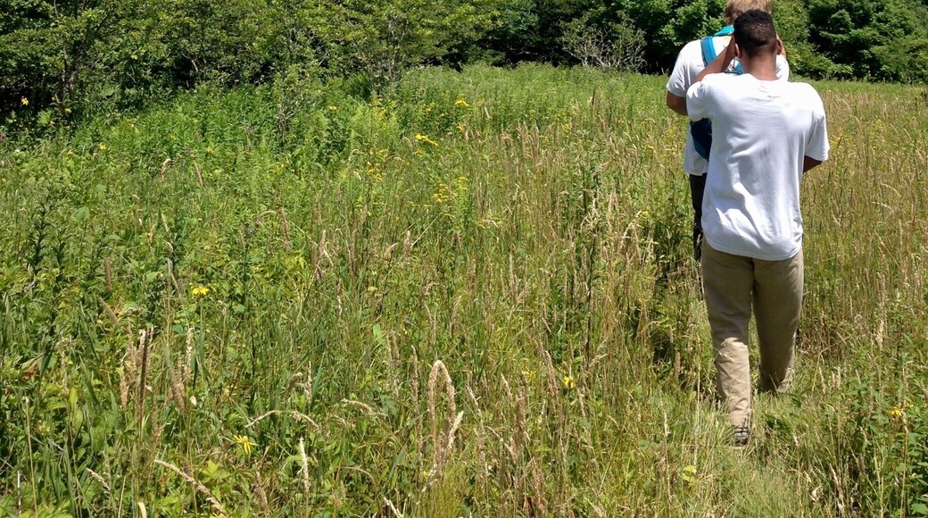 Touching untouched land at Snake Mountain which cuts through Zionville, NC, highlights the beauty of the land that Appalachia stands for. The beauty of the Appalachian Mountains is apparent as my friends and I risk encountering dangerous animals and steep hills as we hike through untamed, flourished plants. Weeding through the hectic trees we encountered an even deeper meaning of untouched land as we came across cows and horses grazing in the land. The beauty of Snake Mountain is apparent as human trails are highlighted with slight indentations in the grass and burnt fire pits that are inhabited by the local animals. The pure lack of industrialization is a welcoming feature and trait of Appalachia that people of the region love and embrace. #appalachianechoes