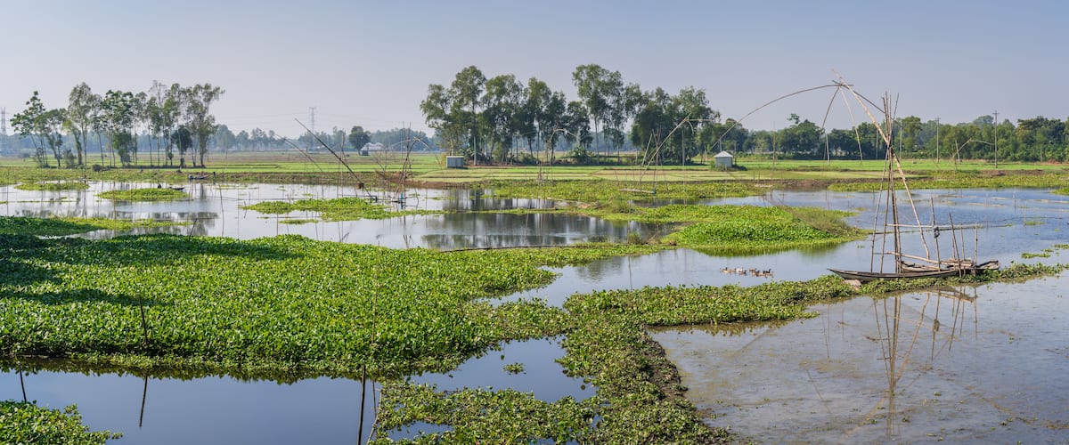 A flooded rice paddy with water lilies and a traditional boat.