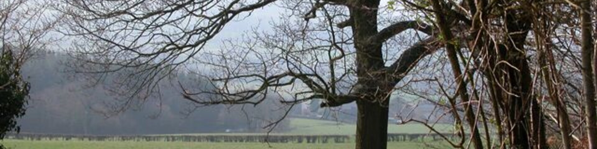 Un paisaje rural con un gran árbol, un portón de madera y una persona sentada en un banco.
