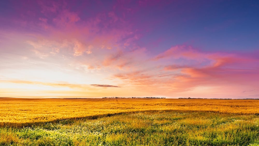 Sunrise of magenta clouds and deep blue sky over a North Dakota golden wheat field